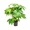  X1 - Vingerplant