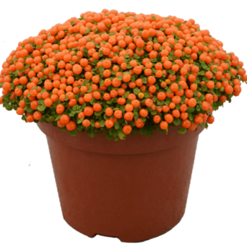 Coral moss - Nertera granadensis