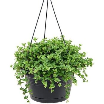 Firenze Bloemenatelier – Handgemaakte Boeketten, Bloemstukken & Planten Peperomia ‘Isabelle’