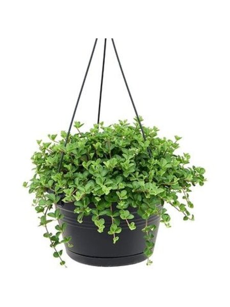 Peperomia ‘Isabelle’