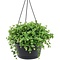  X1 - Peperomia isabelle