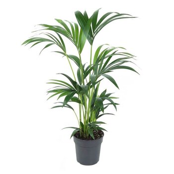 X1 -  Kentia palm