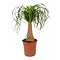  X1 - Beaucarnea