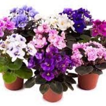 X2 -  African violets