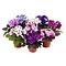  X2 -  African violets