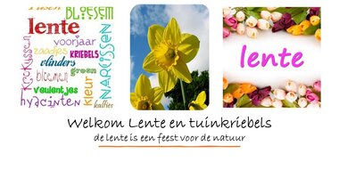 Voorjaarsbloemen