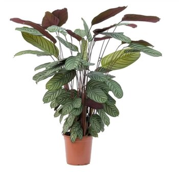 X1 - Ctenanthe