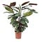  X1 - Ctenanthe