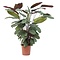  X1 - Never Never Plant of prayer-plant