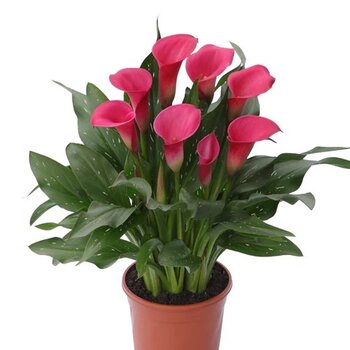X1 - Calla ou D'arum