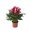  X1 - Calla ou D'arum