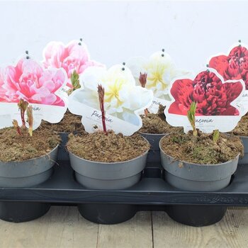 X1 - Pivoine