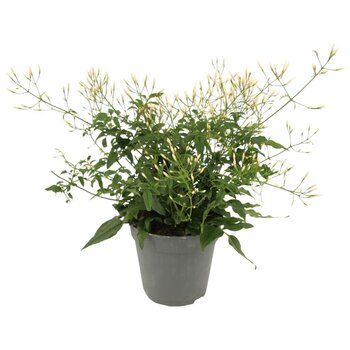 Jasmine (Jasminum)