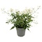  Jasmin (Jasminum)