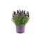  X1 - French Lavender