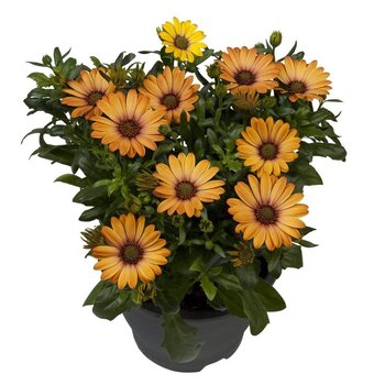 X3 - Marguerite espagnole