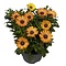  X3 - Spaanse Margriet