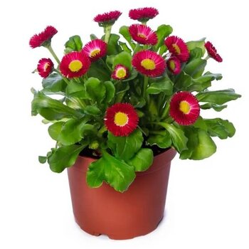 Red English Daisy – Bellis perennis