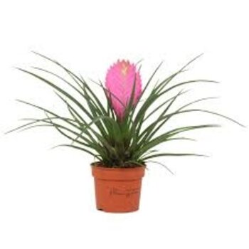 Bromelia Tillandsia