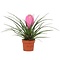  X1 - Bromelia