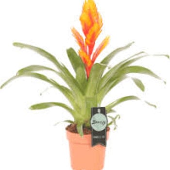 X1 -  Bromelia  Vriesea