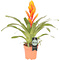  X1 - Bromelia