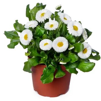 Pâquerette Blanc – Bellis perennis