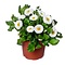  X3 - English daisy