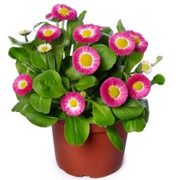 Pink English Daisy - Bellis perennis