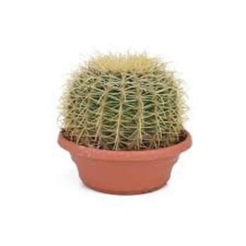 X1 -  Golden barrel cactus