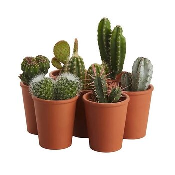 Various Cacti