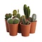  X2 - Cactus