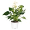 Flamant blanc  - Anthurium