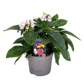 Pentas lanceolata Rose