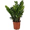  ZZ plant – Zamioculcas