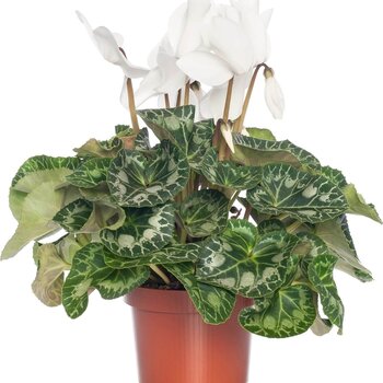 White Alpine Violet - Cyclaam