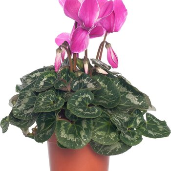 Fuchsia Alpine Violet - Cyclamen