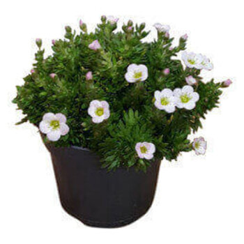 White Rockfoils - Saxifraga
