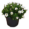  X3 - Saxifrage mousse