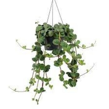 Peperomia tetraphylla 'Hope'