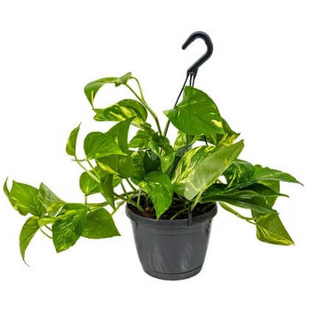 X1 - Golden Pothos