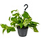  X1 - Golden Pothos