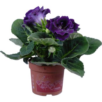 X2 - Gloxinia paars