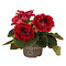  X1 - Gloxinia