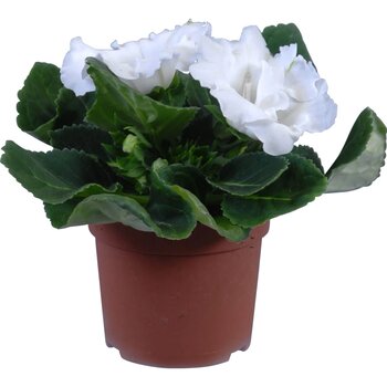 X1 -  Gloxinia white