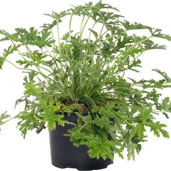 Géranium citronné –Pelargonium graveolens