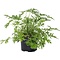  X1 - Sweet scented geranium