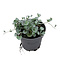  X3 - Dichondra