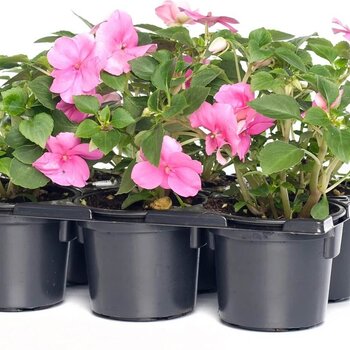 Vlijtig liesje – Impatiens walleriana