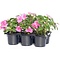  X4 - SunPatiens